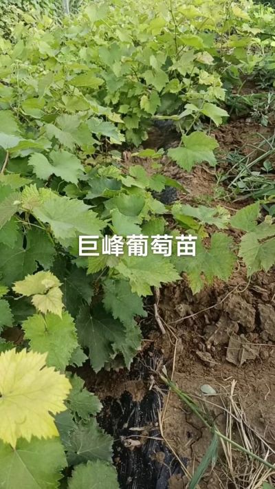 巨峰葡萄苗。一年扦插苗。需要联系。苗圃基地直销！需要联系18534302961