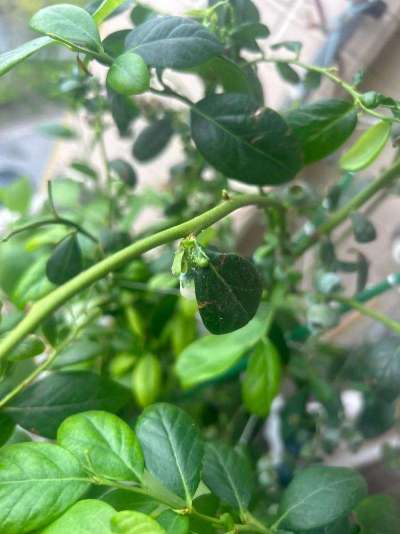 蓝莓白粉虱：从识别到防治的全指南