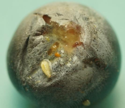 蓝莓果蝇危害大，综合防治要趁早，农物化生结合保蓝莓品质
