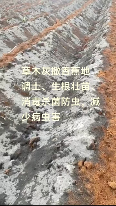 [太阳]纯植物草木灰源头厂家，草木灰广泛适用于各类农作物，是性价比很高的有机肥