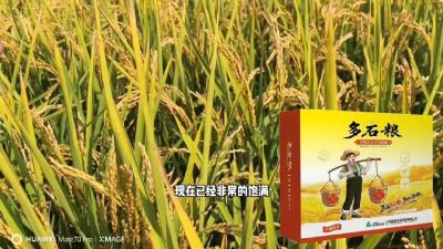 多石粮-谷物小分子有机酸，田间表现。
剑叶挺拔，灌浆饱，千粒重，上粮快。
