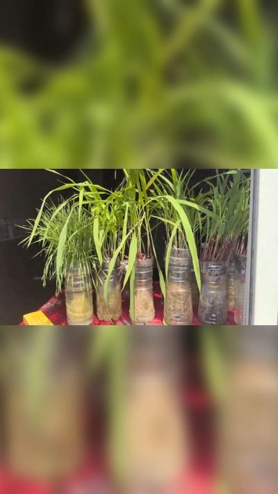 微生物菌剂，出厂前每克添加5亿微生物。最新实验生根育苗，保证不烧苗，促进毛细根增长，抑制病虫害，疏松土壤，保水保肥。近期需要用肥的老板提前联系，19331068337微信同步。