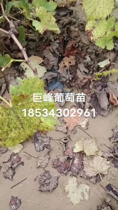 巨峰葡萄苗，一年扦插苗，苗圃基地直销！需要联系18534302961