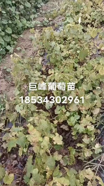出售早熟巨峰葡萄苗。药用连翘苗，科研五号优质种苗，2/5年苗，药用连翘树，挂果树，全国包邮到家！财富密码18534302961