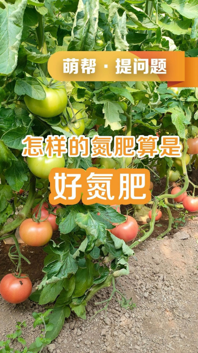 怎样的氮肥算是好氮肥