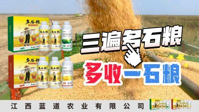 冬季种植，油菜，小麦，草莓等作物的，出现了除草剂药害，黄叶，僵苗，苗不长等问题，马上用多石粮，确保5天见到效果。