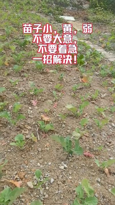 油菜苗子弱苗子小，就用多石粮，5天见效果。