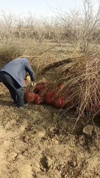 出售药用连翘苗，科研五号优质种苗，2/5年苗，药用连翘树，挂果树，全国包邮到家！财富密码18534302961出售药用连翘苗，科研五号优质种苗，2/5年苗，药用连翘树，挂果树，全国包邮到家！财富密码1