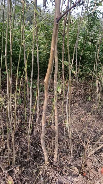 出售臭椿苗，巨峰葡萄苗。药用连翘苗，科研五号优质种苗，2/5年苗，药用连翘树，挂果树，全国包邮到家！财富密码18534302961