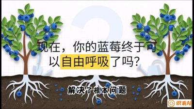 第3节：别把树&ldquo;憋死&rdquo;&mdash;&mdash;正确的定植与换盆手法,   课程：《蓝莓&ldquo;高产&rdquo;实战课：从选苗到丰收的10个关键点》