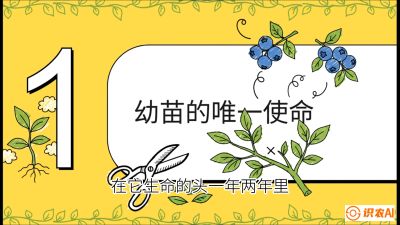 第6节：修剪决定产量（上）&mdash;&mdash;幼苗期与生长期修剪， 课程：《蓝莓&ldquo;高产&rdquo;实战课：从选苗到丰收的10个关键点》