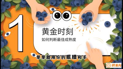 第10节：完美的&ldquo;果粉&rdquo;&mdash;&mdash;采摘时机与保鲜， 课程：《蓝莓&ldquo;高产&rdquo;实战课：从选苗到丰收的10个关键点》