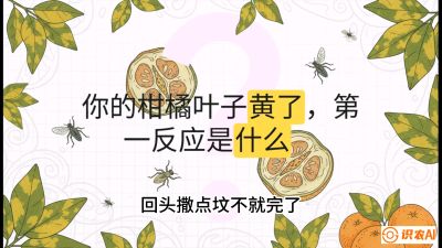 第一节：保命生死线&mdash;&mdash;黄龙病与木虱，课程：《柑橘十大病虫害：从入门到精通》