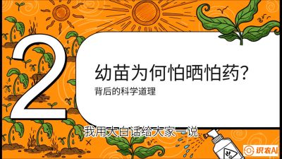 第02节：幼树管理&mdash;&mdash;&ldquo;防晒又防草，树势起得早&rdquo;，课程：《槟榔种植：从不懂到精通的10堂必修课》