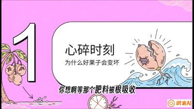 第08节：微量元素与保果&mdash;&mdash;&ldquo;补硼又补钙，果子不裂坏&rdquo;《槟榔种植：从不懂到精通的10堂必修课》