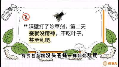 第05节：养蚕人的&ldquo;排雷战&rdquo;&mdash;&mdash;除草剂的生死禁忌，课程：《桑海淘金：桑树高产与蚕桑安全进阶实战课》