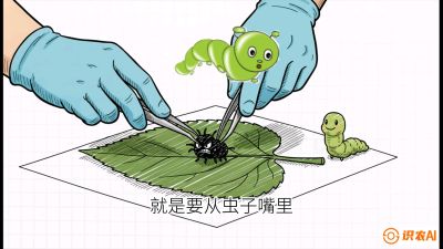第07节：虫口夺叶（下）&mdash;&mdash;不得不打药时的&ldquo;解毒术&rdquo;，课程：《桑海淘金：桑树高产与蚕桑安全进阶实战课》