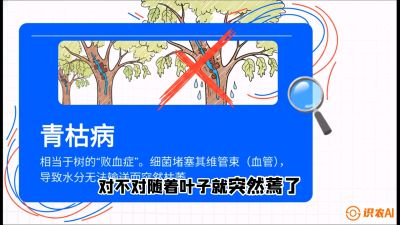 第08节：看不见的杀手&mdash;&mdash;青枯病与萎缩病，课程：《桑海淘金：桑树高产与蚕桑安全进阶实战课》
