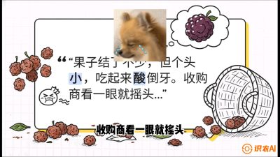 第10节：甜蜜的科学&mdash;&mdash;膨大、增甜与转色，课程：《桑海淘金：桑树高产与蚕桑安全进阶实战课》