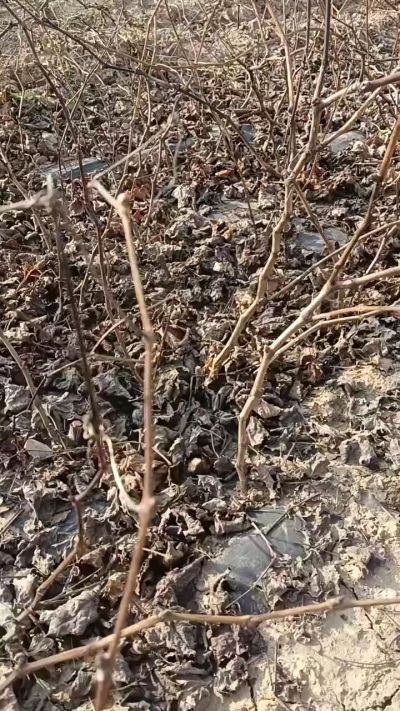 出售巨峰葡萄苗。药用连翘苗，科研五号优质种苗，2/5年苗，药用连翘树，挂果树，全国包邮到家！财富密码18534302961