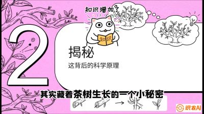 第04节（修剪篇）：树势复活术：从&ldquo;越剪越弱&rdquo;到&ldquo;枝繁叶茂&rdquo;的能量管理与夏秋茶逆袭，课程：《茶金时代：从&ldquo;看天吃饭&rdquo;到&ldquo;精准控局&rdquo;的茶叶高产提质实战课》