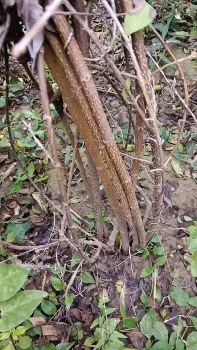 出售药用连翘苗，科研五号优质种苗，2/5年苗，药用连翘树，挂果树，全国包邮到家！财富密码18534302961出售药用连翘苗，科研五号优质种苗，2/5年苗，药用连翘树，挂果树，全国包邮到家！财富密码1