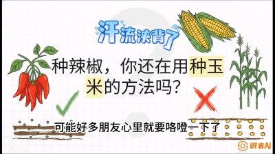 第1节：【品种定江山】工业辣椒vs小米辣：底肥公式与密度陷阱的&ldquo;百万生意经&rdquo;，课程：《辣椒种植实战特训营，从工业辣椒到精品小米辣，教你如何把&ldquo;草&rdquo;种成&ldquo;金&rdquo;》