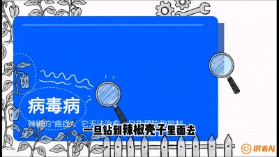 第5节：【病毒病阻击】辣椒的&ldquo;癌症&rdquo;怎么治？从&ldquo;绝收恐慌&rdquo;到&ldquo;带毒生产&rdquo;的逆转术，课程：《辣椒种植实战特训营，从工业辣椒到精品小米辣，教你如何把&ldquo;草&rdquo;种成&ldquo;金&rdquo;》