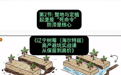 第二节： 整地与定植&mdash;&mdash;起垄是&ldquo;死命令&rdquo;，防涝是核心，课程：《辽宁树莓（海尔特兹）高产避坑实战课：从保苗到高价》