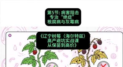 第五节： 病害阻击&mdash;&mdash;专治&ldquo;绝症&rdquo;根腐病与灰霉病，课程：《辽宁树莓（海尔特兹）高产避坑实战课：从保苗到高价》