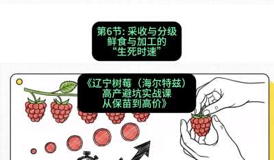 第六节： 采收与分级&mdash;&mdash;鲜食与加工的&ldquo;生死时速&rdquo;，课程：《辽宁树莓（海尔特兹）高产避坑实战课：从保苗到高价》