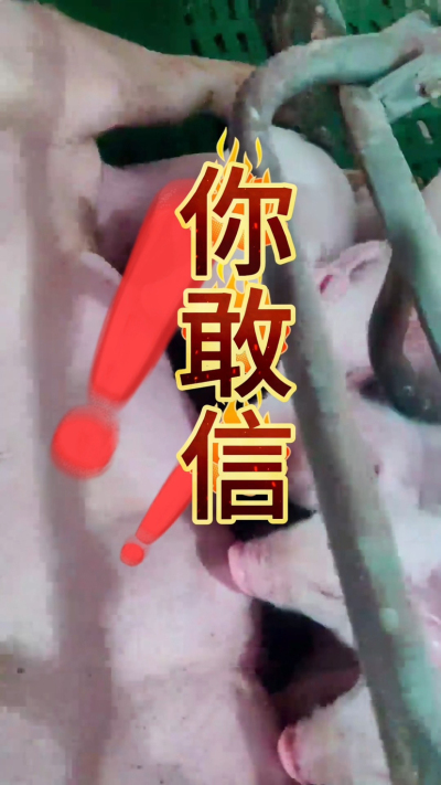 小猪抢不到奶，干瘦不长肉？成活率总上不去？😭
自从用上南商农科这款仔猪补奶机，再也没这烦恼！
✅ 一键设置下料参数，新手也能上手
✅ 恒温补奶，小猪抢着喝，长势超均匀
从车间精工组装到猪场落地使用，每
