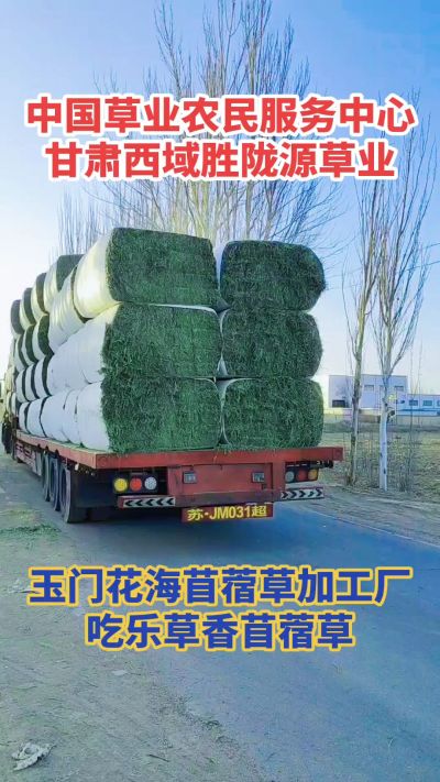 中国苜蓿草原产地批发苜蓿草 甘肃玉门胜陇源草业。18293765000