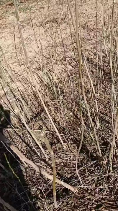 出售臭椿苗，巨峰葡萄苗。药用连翘苗，科研五号优质种苗，2/5年苗，药用连翘树，挂果树，全国包邮到家！财富密码18534302961