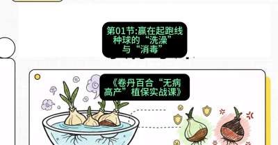 第01节：赢在起跑线&mdash;&mdash;种球的&ldquo;洗澡&rdquo;与&ldquo;消毒&rdquo;，课程：《卷丹百合&ldquo;无病高产&rdquo;植保实战课》#识农AI