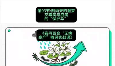 第03节：阴雨天的噩梦&mdash;&mdash;灰霉病与疫病的&ldquo;保护伞&rdquo;，课程：《卷丹百合&ldquo;无病高产&rdquo;植保实战课》#识农AI