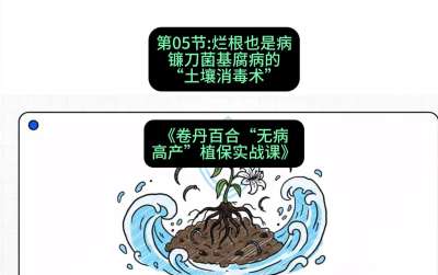 第05节：烂根也是病&mdash;&mdash;镰刀菌基腐病的&ldquo;土壤消毒术&rdquo; ，课程：《卷丹百合&ldquo;无病高产&rdquo;植保实战课》#识农AI