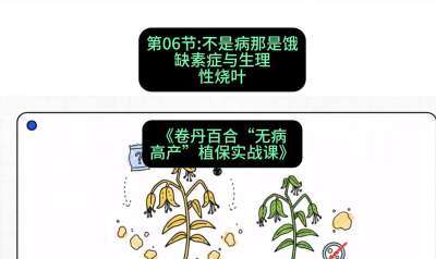 第06节：不是病那是饿&mdash;&mdash;缺素症与生理性烧叶 ，课程：《卷丹百合&ldquo;无病高产&rdquo;植保实战课》#识农AI