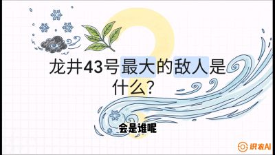 第04节：龙井双璧&mdash;&mdash;龙井43与群体种的差异化护养（重点），课程：《茗茶卫士&mdash;&mdash;茶叶病虫害绿色防控实战课》#识农AI