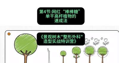 第04节：网红&ldquo;棒棒糖&rdquo;&mdash;&mdash;单干高杆植物的速成法，课程：《景观树木&ldquo;整形外科&rdquo;造型实战特训营》#识农AI
