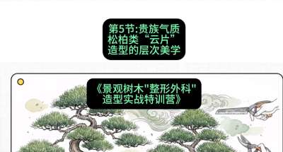第05节：贵族气质&mdash;&mdash;松柏类&ldquo;云片&rdquo;造型的层次美学，课程：《景观树木&ldquo;整形外科&rdquo;造型实战特训营》#识农AI