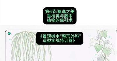 第06节：飘逸之美&mdash;&mdash;垂枝类与藤本植物的牵引术，课程：《景观树木&ldquo;整形外科&rdquo;造型实战特训营》#识农AI