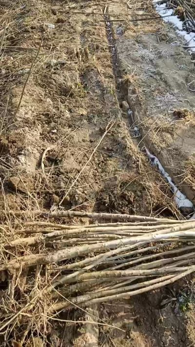 臭椿树苗，一年苗，需要联系18534302961