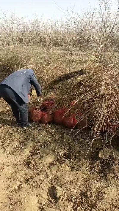 出售药用连翘苗，科研五号优质种苗，2/5年苗，药用连翘树，挂果树，全国包邮到家！财富密码18534302961出售药用连翘苗，科研五号优质种苗，2/5年苗，药用连翘树，挂果树，全国包邮到家！财富密码1