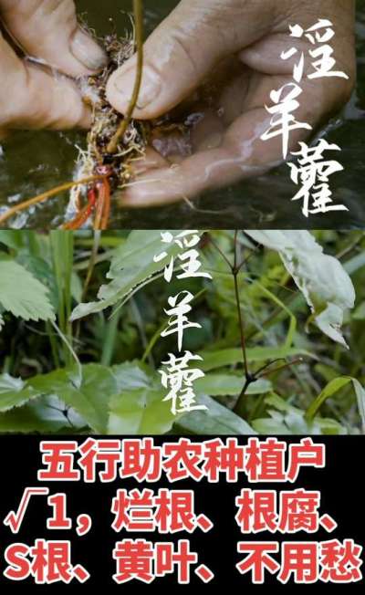 177，1907，0725，V 同号
1  老乡们！种淫羊藿不用乱买肥，咱这款专用肥，针对淫羊藿习性配的，壮苗防烂根，采收多卖钱，用过都回头！
2  咱种淫羊藿图的就是省心高产！专用肥薄肥勤施，苗不烧