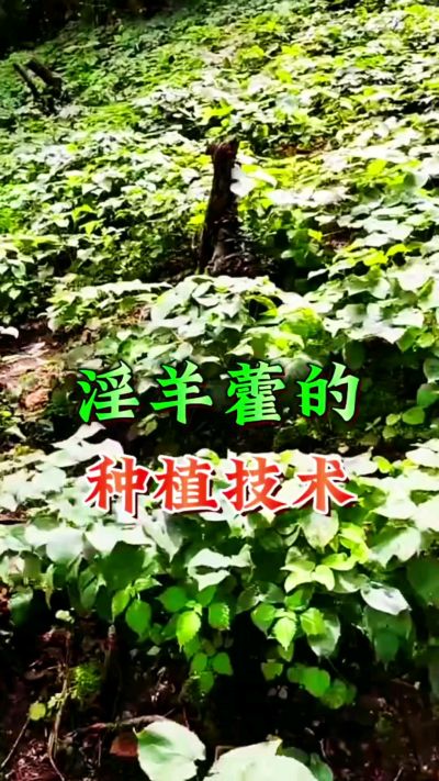 揭秘&ldquo;仙草&rdquo;淫羊藿的种植密码！耐严寒耐贫瘠，林下套种不占耕地，管理简单还能套种其他作物，一亩地的投入两亩地的收益～ 想返乡创业的赶紧码住！ #淫羊藿种植技术 #返乡创业项目 #药材种植指南 #农业新风