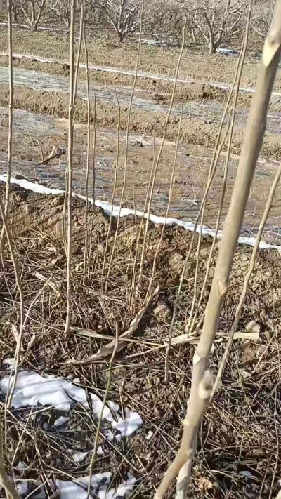 臭椿苗，一年苗，需要联系我，全国包邮到家。18534302961