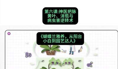 第六节：神医把脉：黄叶、消苞与病虫害逆转术，课程：《蝴蝶兰雅养六讲：从阳台小白到园艺达人》#识农AI