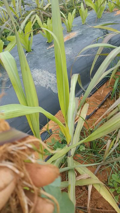 黑甘蔗种植下去，三个月。第一次追肥，