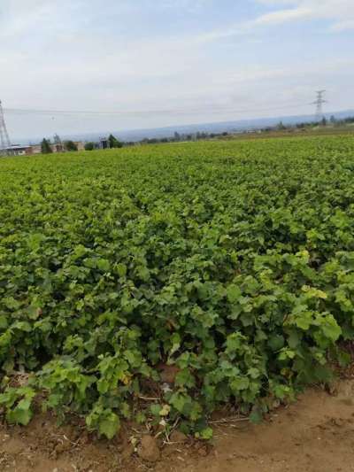 巨峰葡萄苗